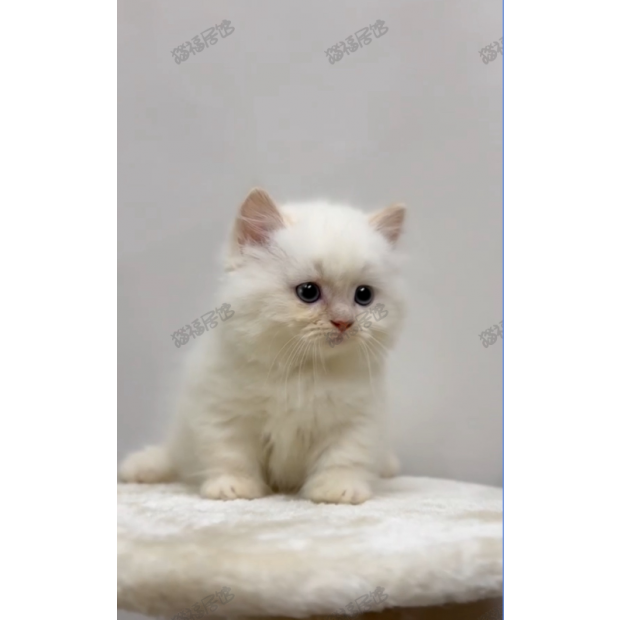 900073000907262 _5_.png