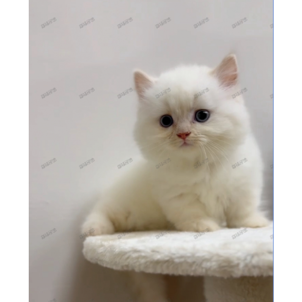 900073000907262 _3_.png