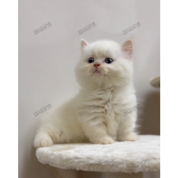 900073000907262 _4_.png