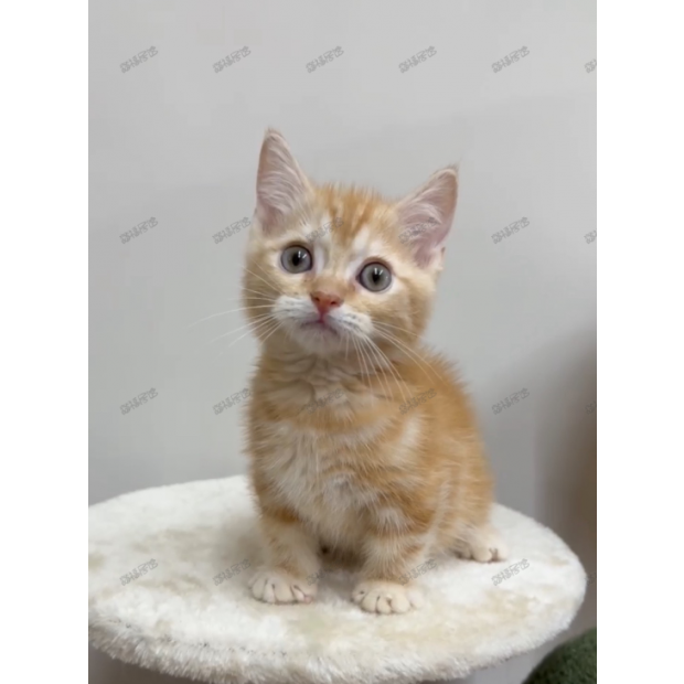 Screen Shot 2025-06-07 at 05.48.02.551 PM.png