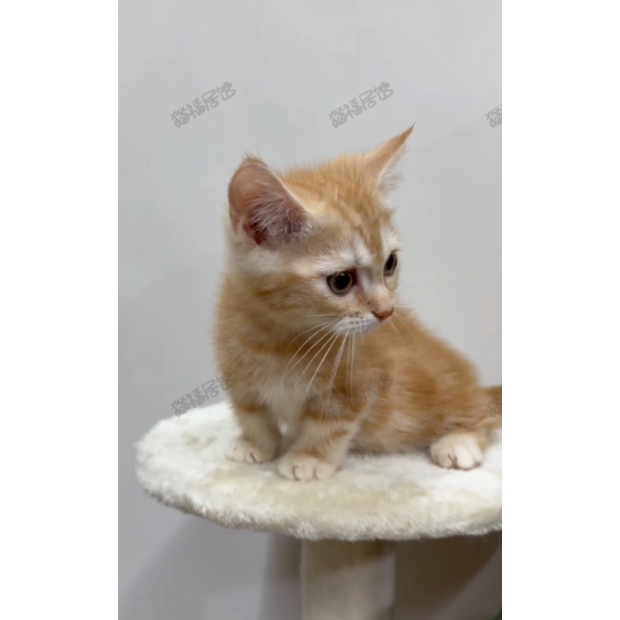 Screen Shot 2025-06-07 at 05.48.10.241 PM.png