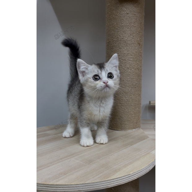 900073000907253 _2_.png