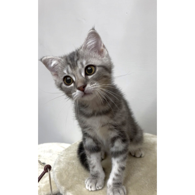 900073000907206 _3_.png