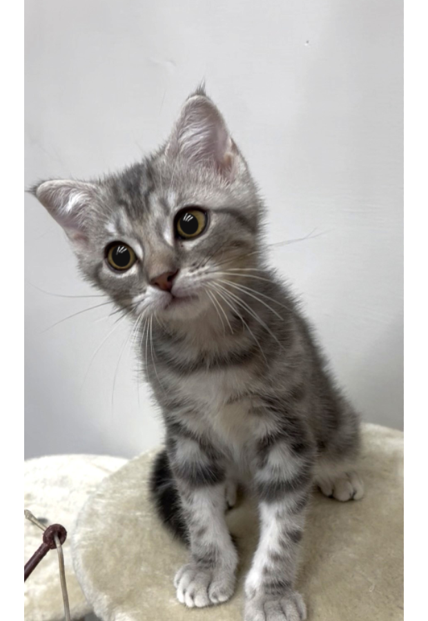 900073000907206 _3_.png