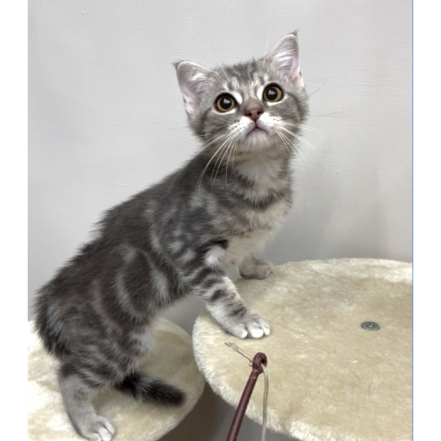 900073000907206 _2_.png