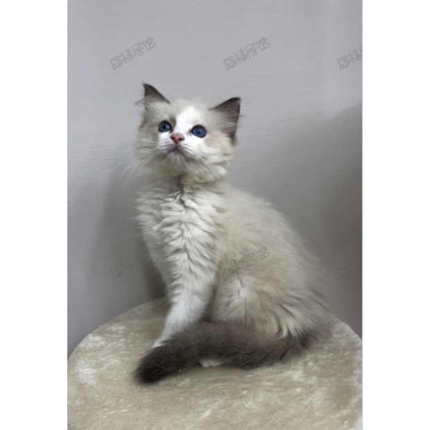 900073000907287 _5_.png