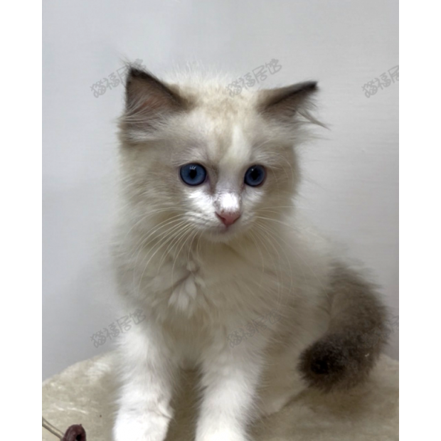 900073000907287 _4_.png