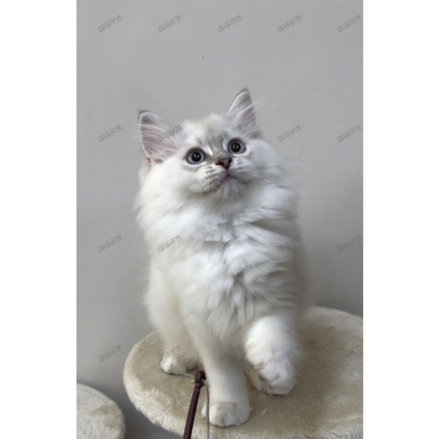 900073000907255 _6_.png