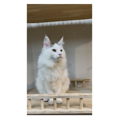 緬因貓