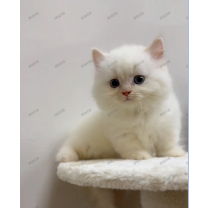 900073000907262 _3_.png