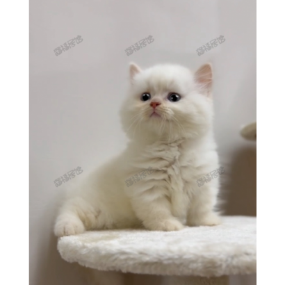 900073000907262 _4_.png