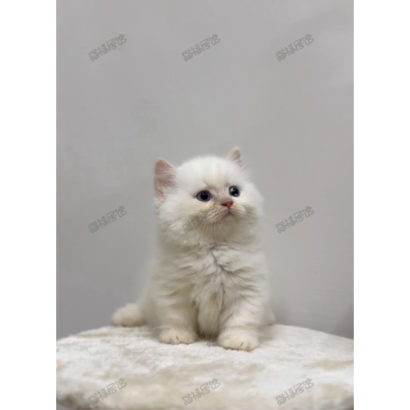 900073000907262 _6_.png