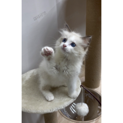 900073000907287 _3_.png