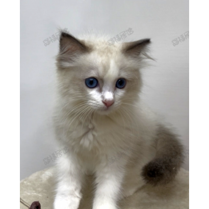 900073000907287 _4_.png