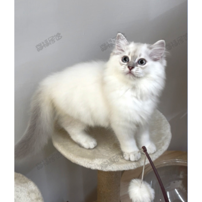 900073000907255 _2_.png