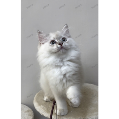 900073000907255 _6_.png